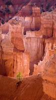 275: Bryce-Canyon-20703.jpg