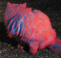 824: paintedcat017.jpg