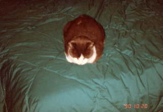 35 01k. my cat Jack - (cat)