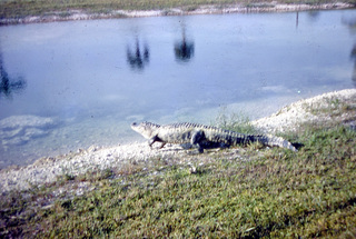 Philip E. Rosenberg slides -- alligator