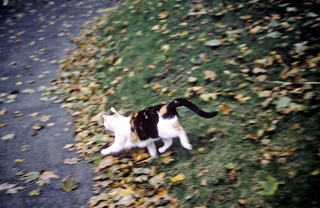 Philip E. Rosenberg slides -- our cat Rainbow