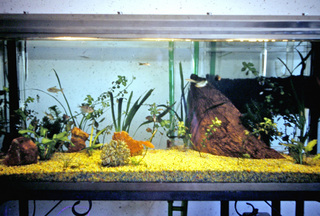 Philip E. Rosenberg slides -- fish tank