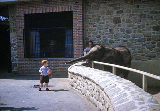 Philip E. Rosenberg slides -- zoo - Adam, elephant