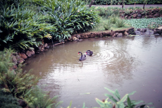 Philip E. Rosenberg slides -- Hawaii