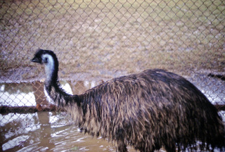 Philip E. Rosenberg slides -- Hawaii - flamingo birds`