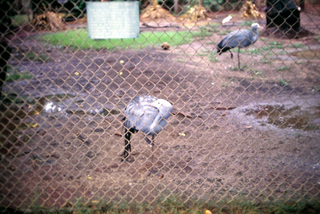 Philip E. Rosenberg slides -- Hawaii