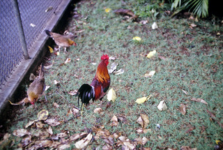 Philip E. Rosenberg slides -- Hawaii