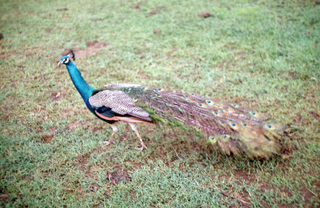 Philip E. Rosenberg slides -- Hawaii - peacock