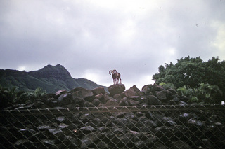 Philip E. Rosenberg slides -- Hawaii - big horn sheep