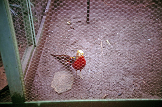 Philip E. Rosenberg slides -- Hawaii