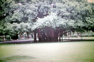 Philip E. Rosenberg slides -- Hawaii - banyon tree