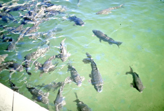 Philip E. Rosenberg slides -- Hoover Dam - Lake Mead fish