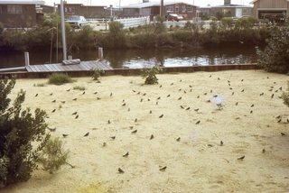 Philip E. Rosenberg slides - Long Beach Island