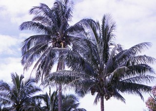 Philip E. Rosenberg slides - Hawaii