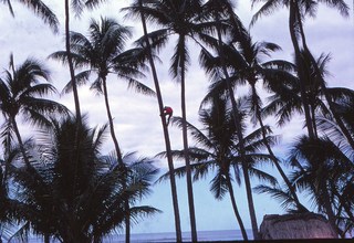 Philip E. Rosenberg slides - Hawaii