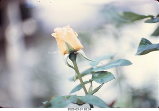 rose