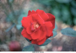 rose