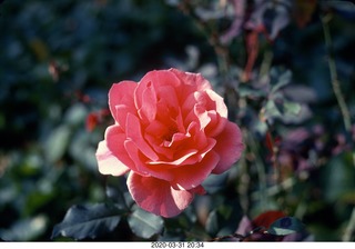 rose