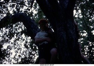 Adam in a tree