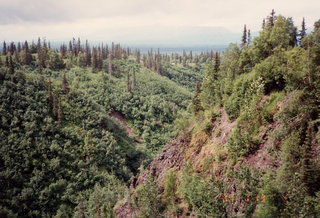 1 0kd. Alaska trees