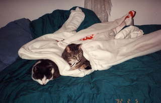 115 0w1. Jack and Brandon under cover - (cat)