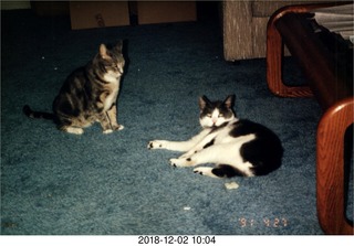 my cats Brandon and Jack