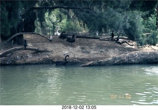 Philip E. Rosenberg slides -- Hawaii - flamingo birds`