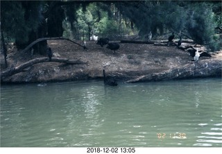 Philip E. Rosenberg slides -- Hawaii - flamingo birds`