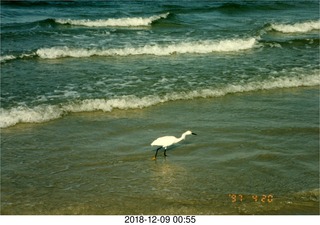 seagull in the surf