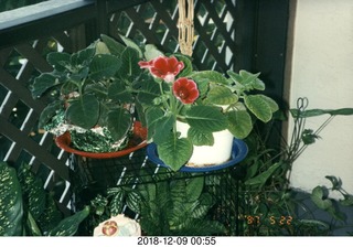 my gloxinia plant from larry trachtenberg wedding