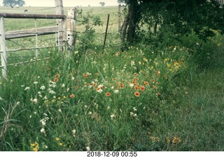 Texas flowers