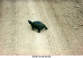 Justin, Texas, run + turtle
