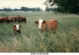 Texas cows