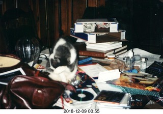 my cat Jack