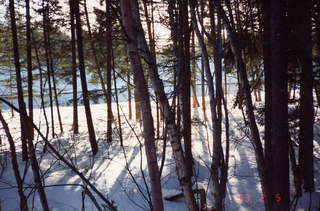182 141. Glacier National Park dense trees