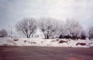 194 141. Glacier National Park trees and snow