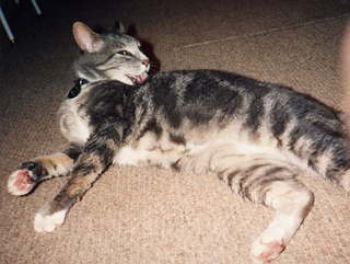 384 1n1. Brandon - (cat)