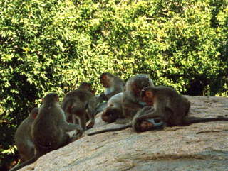 India monkeys