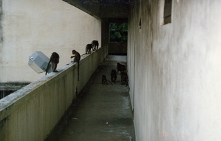 Satish Satish wedding Geeta wedding in Madras, India - monkeys at IIT guest house