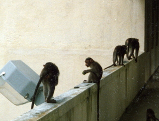 Satish Satish wedding Geeta wedding in Madras, India - monkeys at IIT guest house - close-up