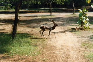 Satish Satish wedding Geeta wedding in Madras, India - antelope animal at IIT Madras