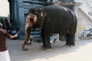 Satish Satish wedding Geeta wedding in Madras, India - temple elephant in Kanchapurim