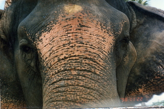 Satish-Geeta wedding in Madras, India - elephant up close