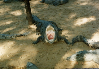 Satish & Geeta wedding in Madras, India - crocodile at feeding time