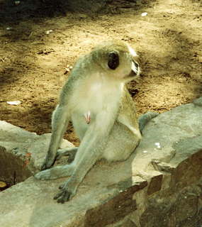 Monkeys in Livingstone -- Zambia, Zimbabwe, Africa