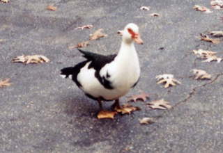 1063 4a1. HSV, interesting bird 1