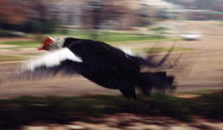 1064 4a1. HSV, interesting bird 2