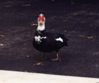1065 4a1. HSV, interesting bird 3
