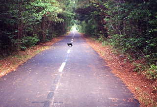 1082 4a1. Silver comet trail and cat