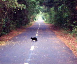 1083 4a1. Silver comet trail and cat (zoom in)